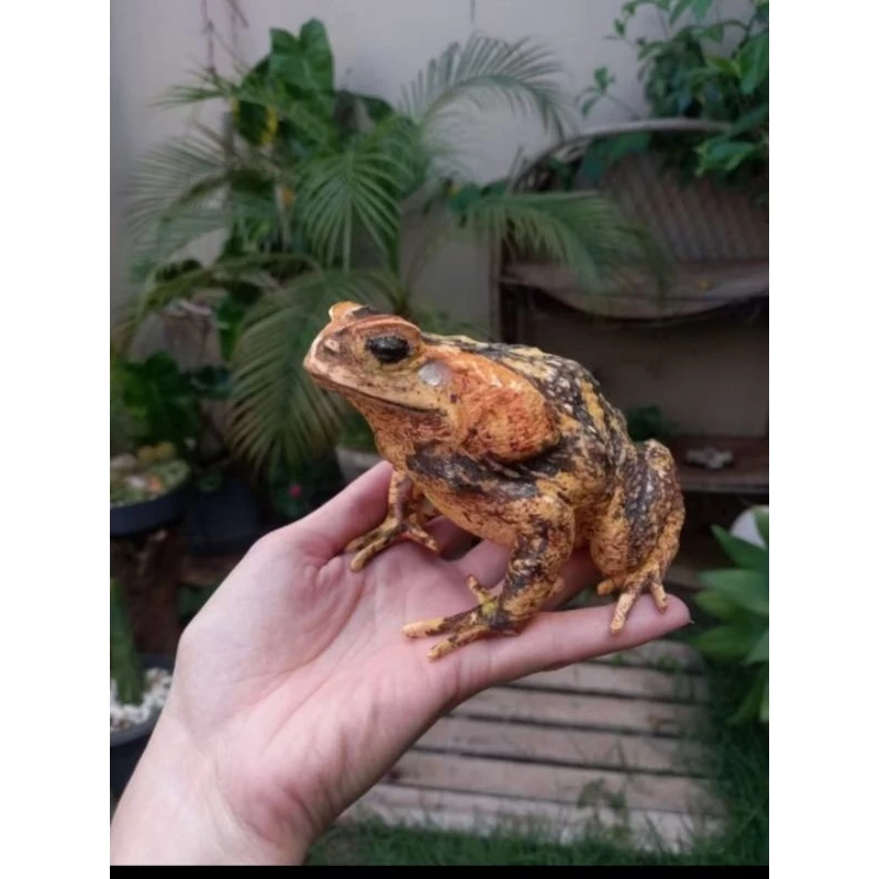 Réplica do sapo Cururu